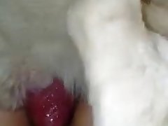 Porno Zoofilia Insectos