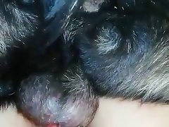Videos Porno Hombre Zoofilia