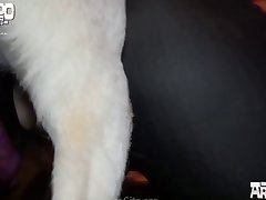 Zoofilia Vaginas