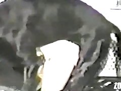 Esta Permitida La Zoofilia