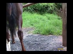 Animal And Teen Girl Sex