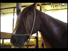 Animal All Sex