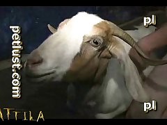 Zoofilia Por Torrent