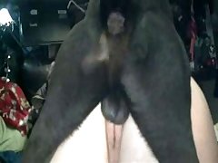 Porno Com Animal Gratis Sex