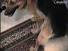 Ver Porno Com Animal