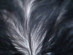 Video Porno Com Mulher Com Animal
