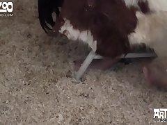 Porno Animal Com Pessoas