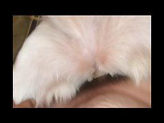 Porno Animal Sexo Com Cachorro