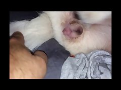 Porno Animal Sexo Com Cachorro