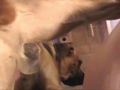 Lesbicas Porno Animal
