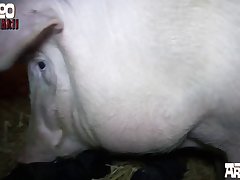 Porno Animal Sexo Con Caballos