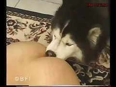 Porno Animal Lamber