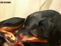 Free Xxx Bbc Porn