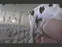 Dog Fuck Big Cock