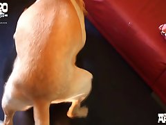 Ankha Animal Sex