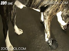 Australian Animal Sex