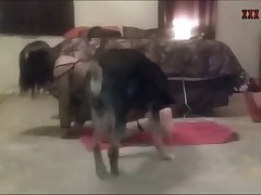 Women And Animal Sex