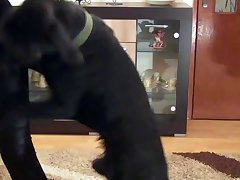 Xnxx Dog Xxx
