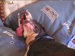 Girl Fuck Dog Big Dick