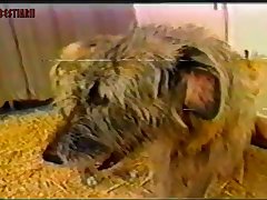 Dog Fuck Pony