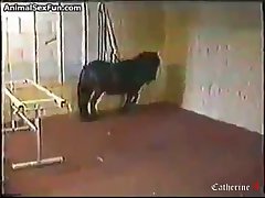 Animal And Human Sex Pornhub