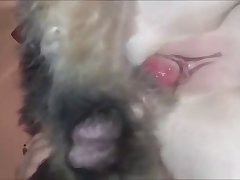 Safe Animal Sex Sites