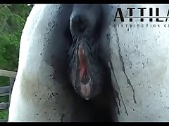 Vt05022016 Stallion 007 Vs Mare Lua Sc 01