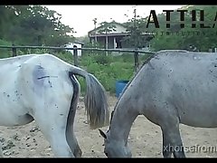Vt05022016 Stallion 007 Vs Mare Lua Sc 01