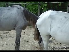 Vt05022016 Stallion 007 Vs Mare Lua Sc 01
