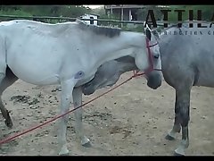 Vt05022016 Stallion 007 Vs Mare Lua Sc 01