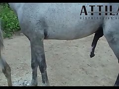 Vt05022016 Stallion 007 Vs Mare Lua Sc 01