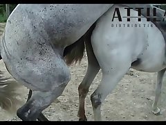 Vt05022016 Stallion 007 Vs Mare Lua Sc 01