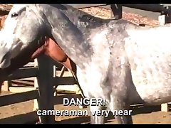 Hot Mare And Stallion