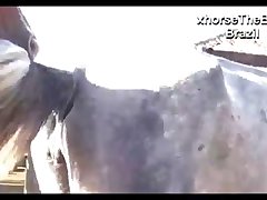 Hot Mare And Stallion