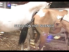 Stallion Hot Scene 2
