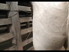 Stallion Hot Scene 2