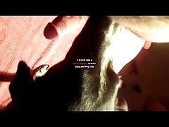 Art Of Zoo Free Videos
