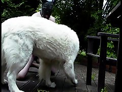 Dog Porn Education