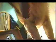 Art Of Zoo With Monkey