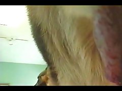 Art Of Zoo With Monkey