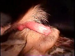 Dog Porn Hd 2023