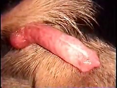 Dog Porn Hd 2023