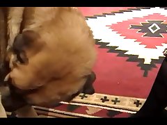 Fart On Dog Porn