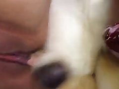 Amateur Animal Sex Movies