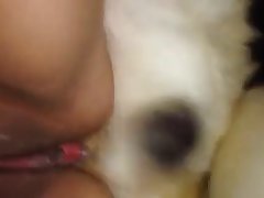 Amateur Animal Sex Movies