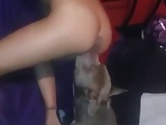 Funny Zoo Porn