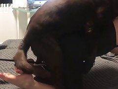 Art Of Zoo Animal Porn