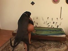 Guy Fuck Dog Sheath