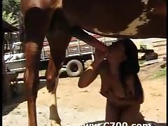 Free Porno Animal Sex