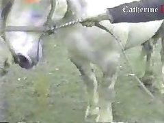 Sexy Girl Horse Porn